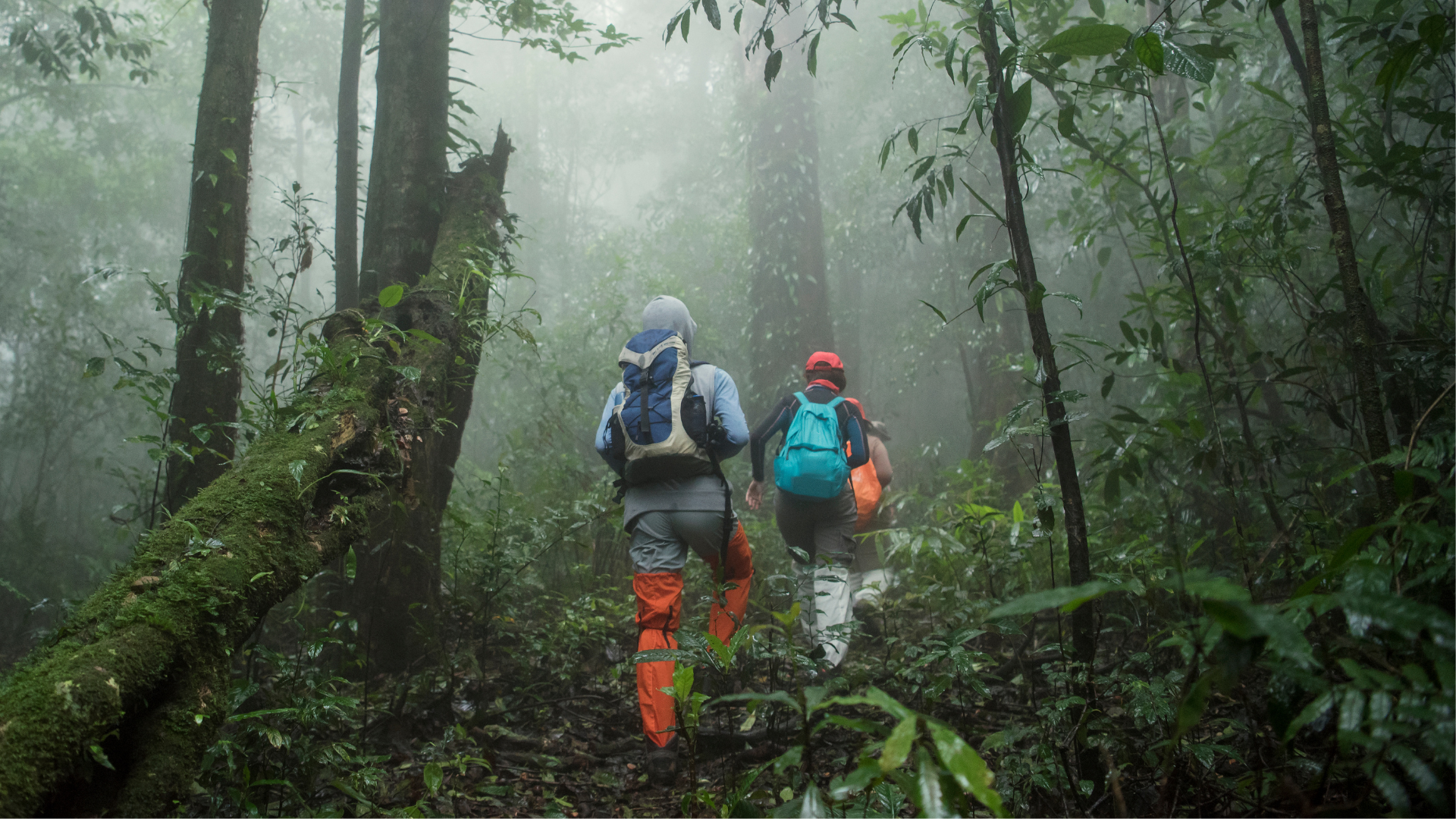Senderistas en bosque